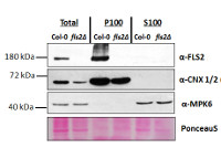 FLS2 | Flagellin-sensitive 2 in the group Antibodies Plant/Algal  / Environmental Stress / Pathogen attack at Agrisera AB (Antibodies for research) (AS12 1857)